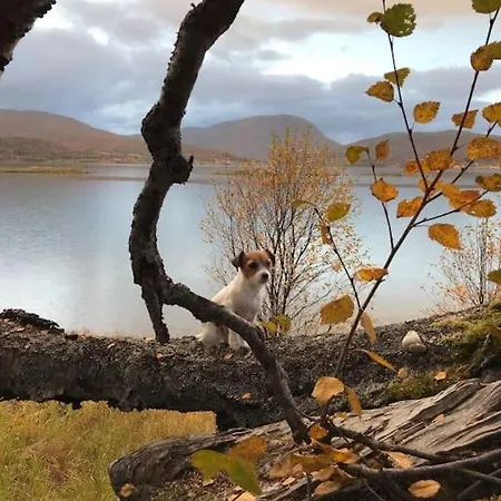 Trivelig Pa Arnes, Senja