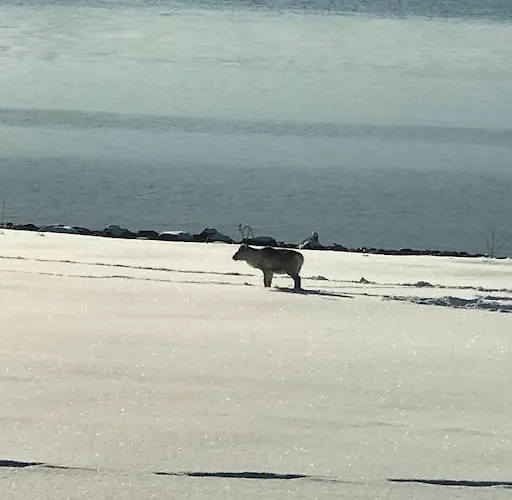 Trivelig Pa Arnes, Senja Nyaraló *