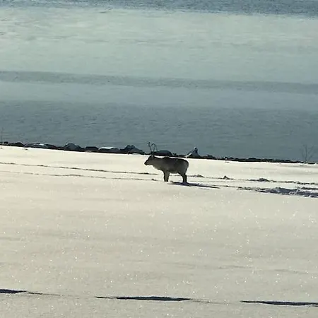 Trivelig Pa Arnes, Senja Hébergement de vacances *